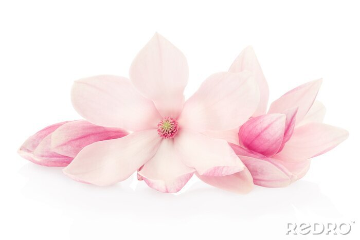 Fotobehang Aquarel schilderij van een magnolia