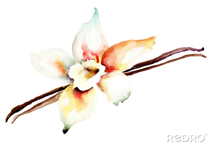 Fotobehang Aquarel vanille bloem