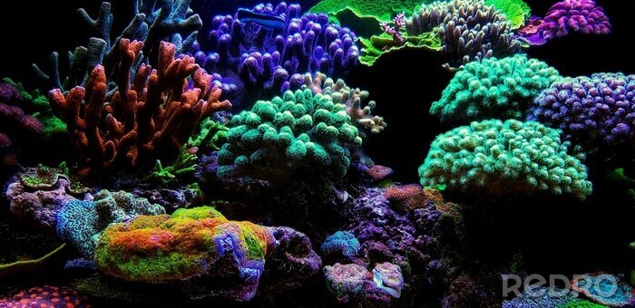 Fotobehang Aquarium koraalrif