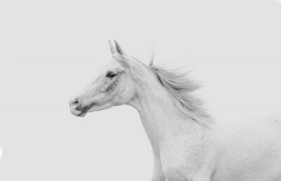 Fotobehang Arabisch grijs paard
