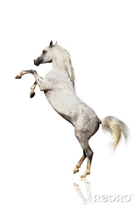 Fotobehang Arabisch paard dat op zijn tenen staat