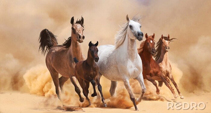 Fotobehang Arabisch paard galopperend door de woestijn