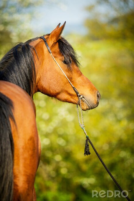 Fotobehang Arabisch paard in een halster