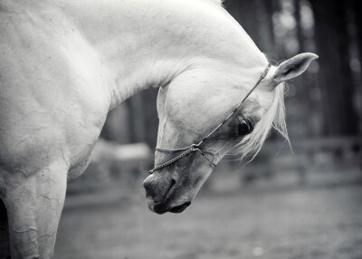 Arabisch paard met neerkijkend hoofd