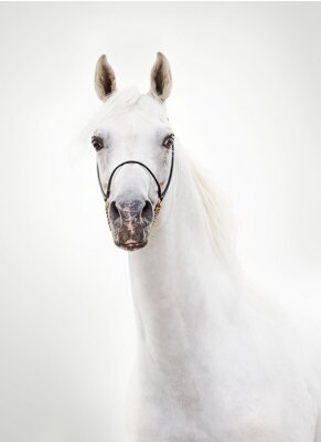 Fotobehang Arabisch paard met opgeheven hoofd