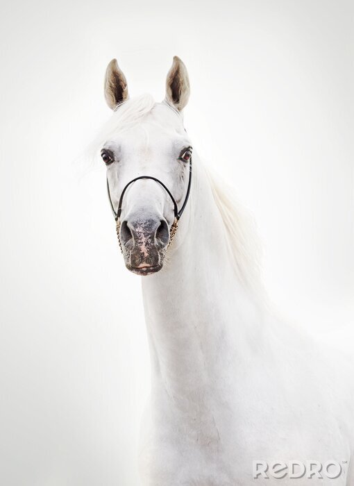 Fotobehang Arabisch paard met opgeheven hoofd
