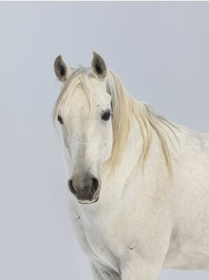 Fotobehang Arabisch paard met witte manen