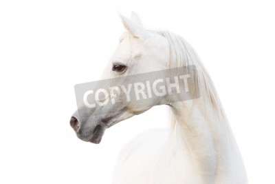 Fotobehang Arabisch paard op een witte achtergrond
