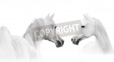 Fotobehang Arabisch paard op witte achtergrond