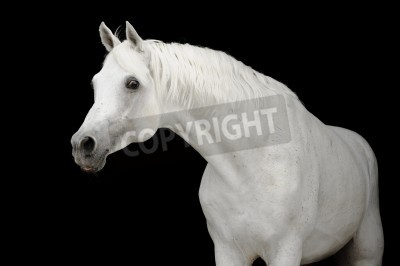Fotobehang Arabisch paard op zwarte achtergrond