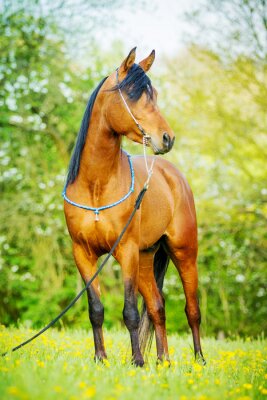 Fotobehang Arabisch paard silhouet