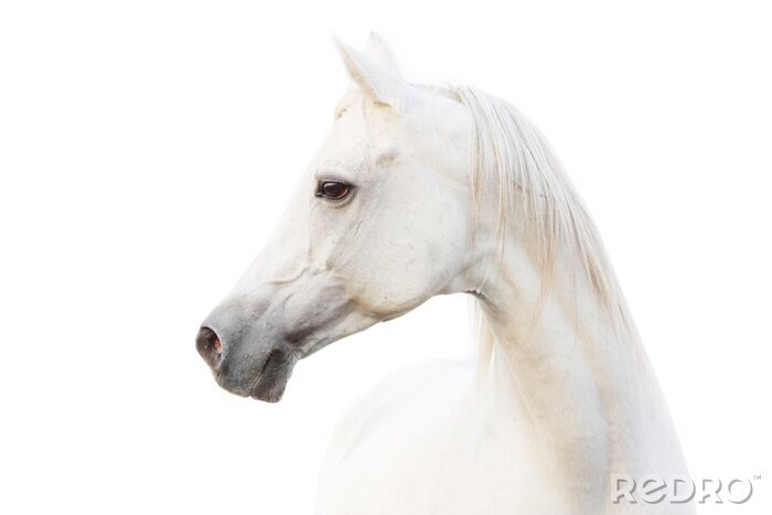 Fotobehang Arabisch paard zijwaarts