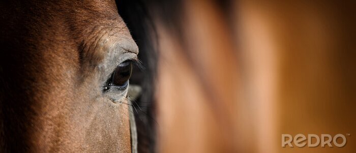 Fotobehang Arabisch paardenoog