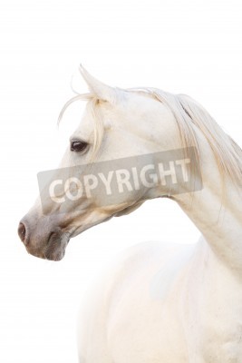 Fotobehang Arabisch paardenportret zijwaarts