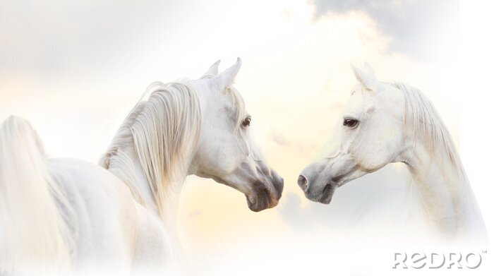 Fotobehang Arabische paarden kijken elkaar aan