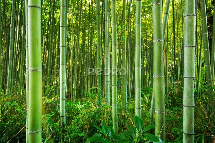 Fotobehang Arashiyama bamboebos vlakbij Kyoto