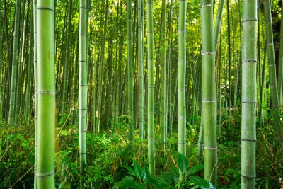 Fotobehang Arashiyama bamboebos vlakbij Kyoto