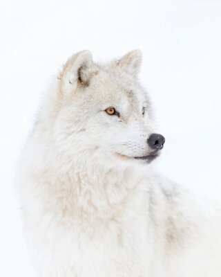 Arctic wolf headshot isolated on white background closeup in the winter snow in Canada