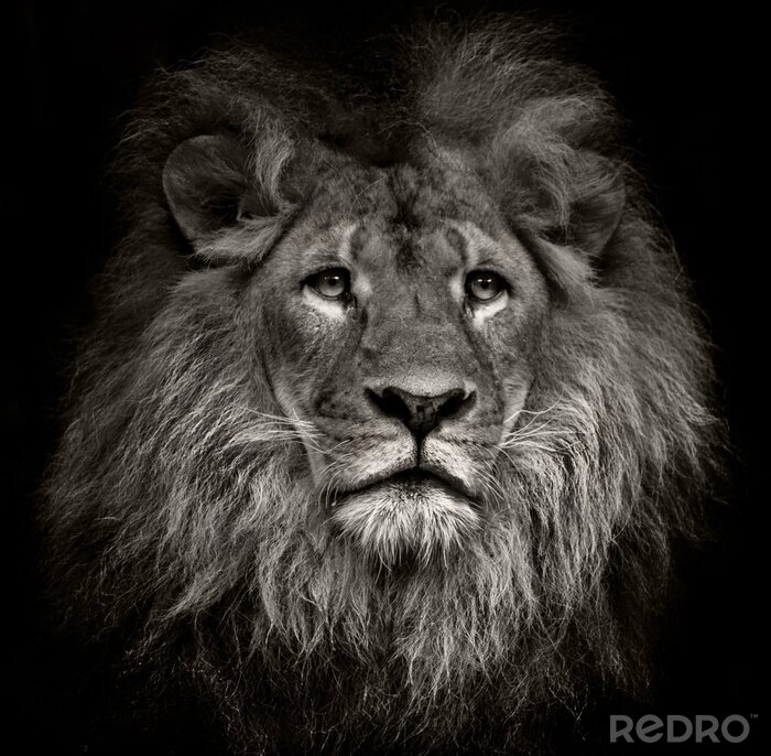 Fotobehang arrogante leeuw