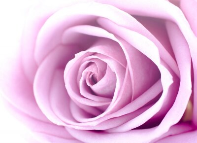 Fotobehang Artistieke macrofotografie van een roos
