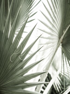 Arty closeup picture of palm leaves, abstract pattern, nature background, retro toned poster