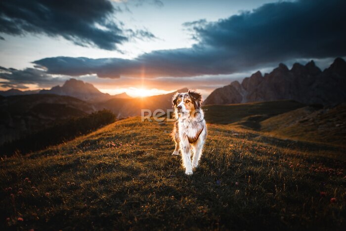 Fotobehang Australische herdershond tijdens zonsondergang in de bergen