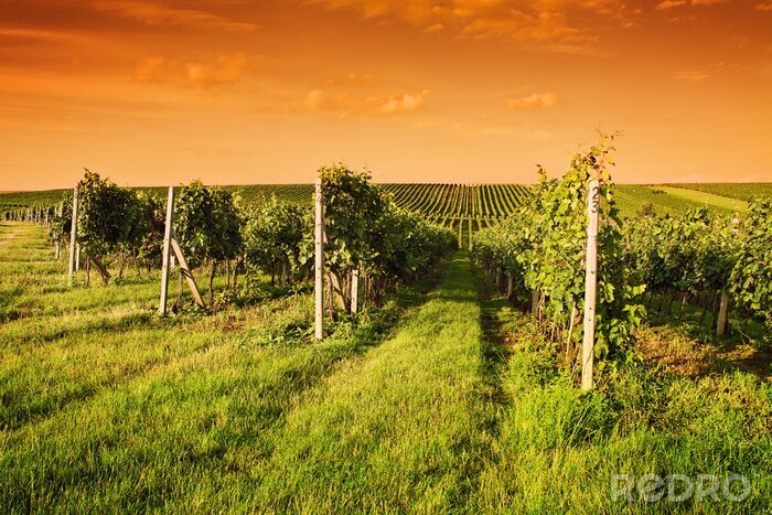 Fotobehang Avond uitzicht op de wijngaarden