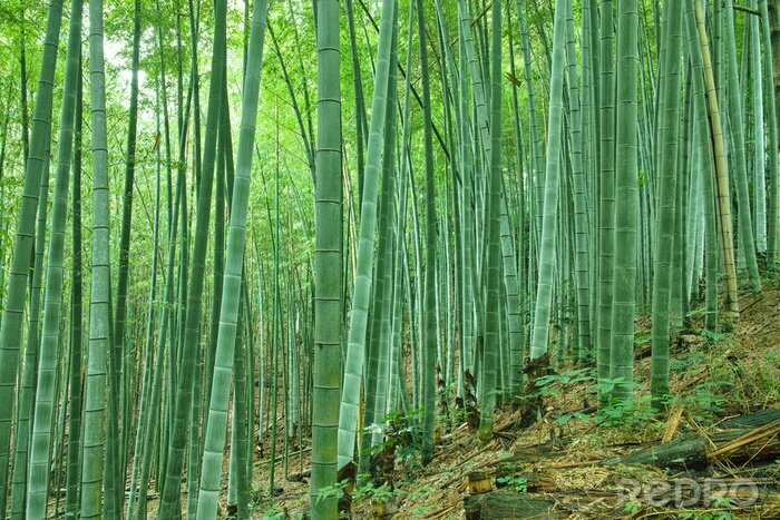 Fotobehang Aziatisch bamboebos