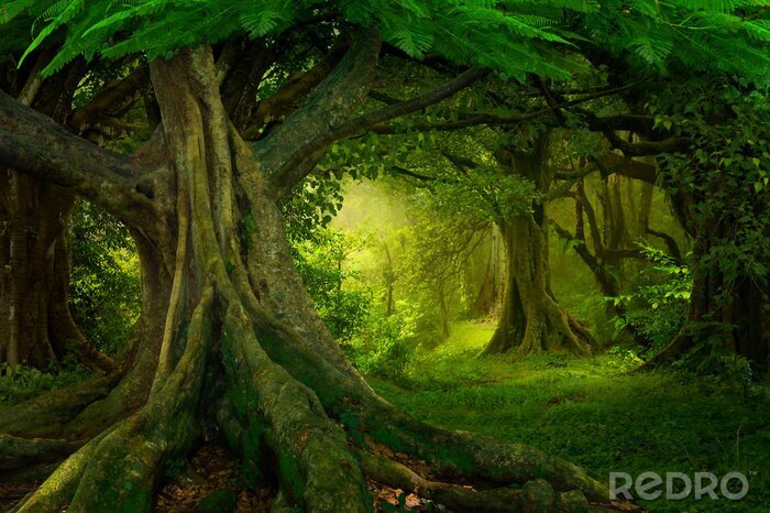 Fotobehang Aziatisch regenwoud