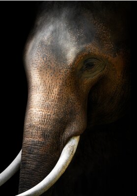 Fotobehang Aziatische olifant