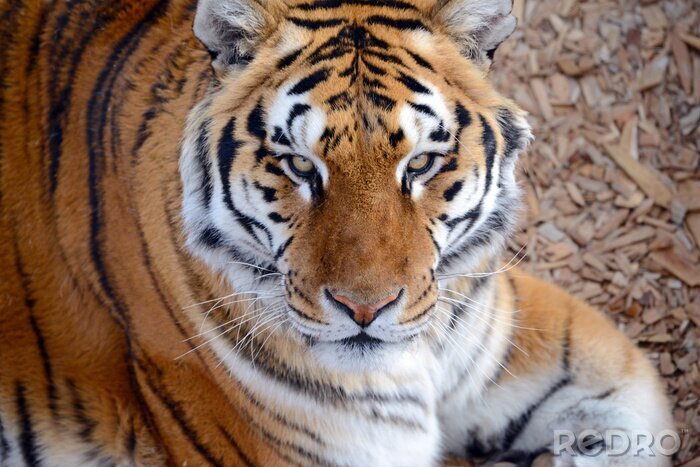 Fotobehang Aziatische tijger in de dierentuin