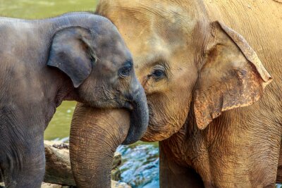 Fotobehang Baby olifant met zijn moeder