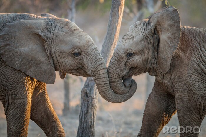 Fotobehang Baby olifantjes knuffelen