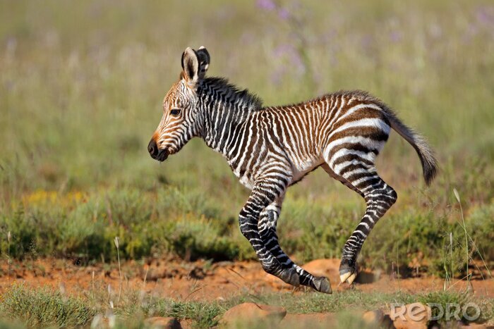 Fotobehang Baby zebra in galop
