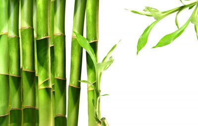 Fotobehang Bamboe 3D groene stengels