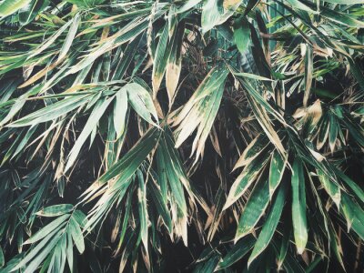 Fotobehang Bamboe bladeren