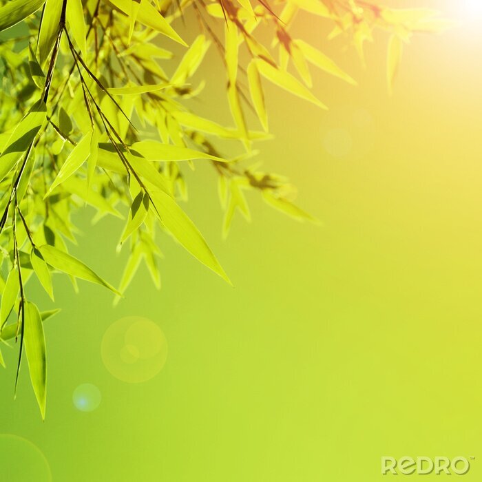 Fotobehang Bamboe bladeren in de zon