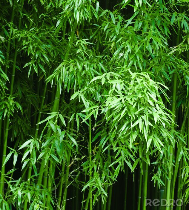 Fotobehang Bamboe bladeren in een bos