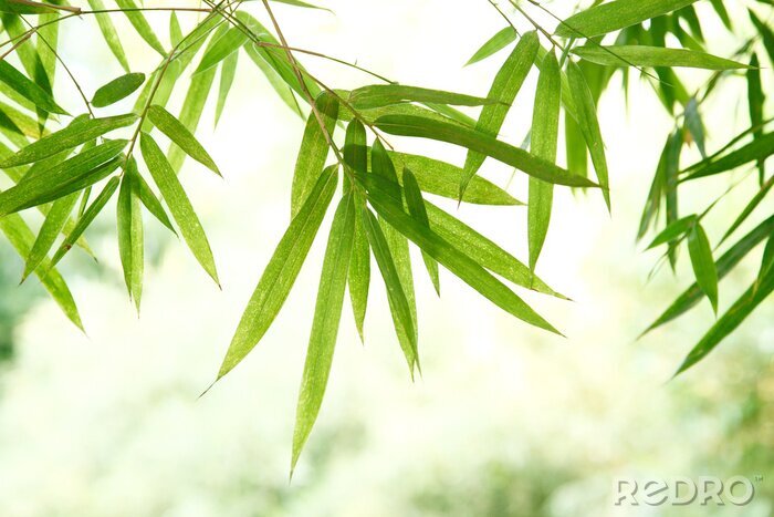 Fotobehang Bamboe bladeren op de achtergrond van de natuur