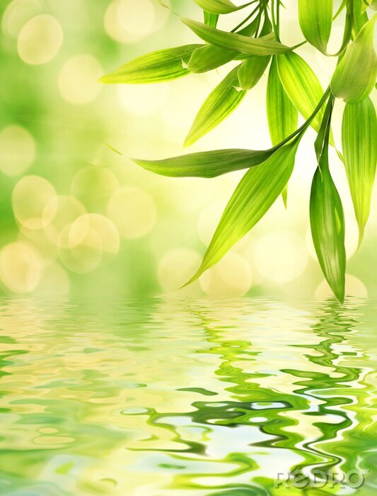 Fotobehang Bamboe bladeren weerspiegeld in gesmolten water