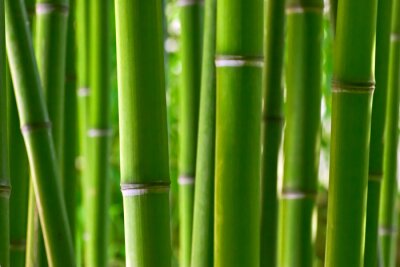 Fotobehang Bamboe bos in macro