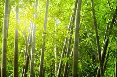 Fotobehang Bamboe en lichtstralen