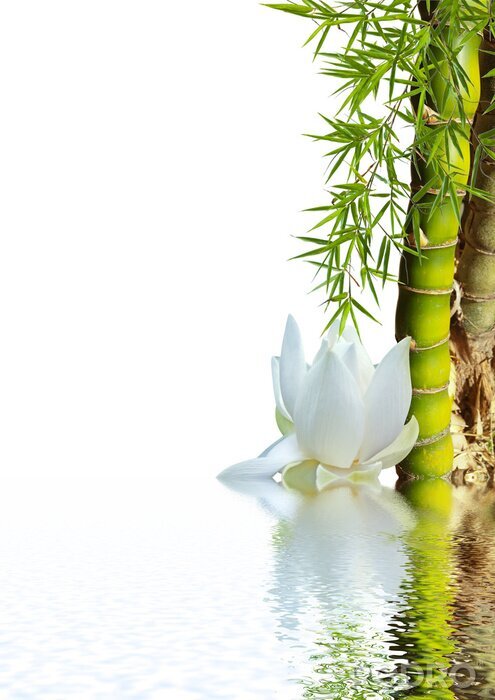 Fotobehang Bamboe en lotus op water