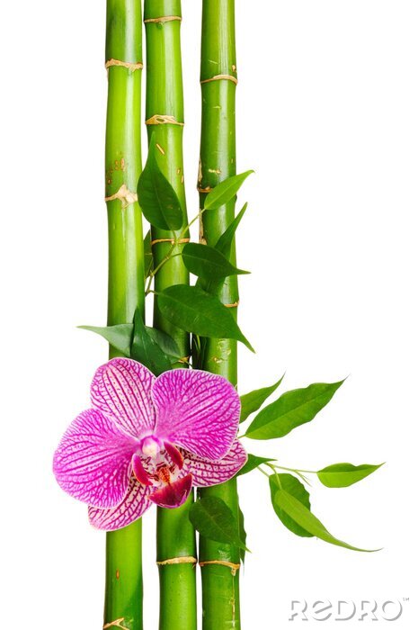 Fotobehang Bamboe en roze orchidee