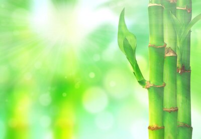 Fotobehang Bamboe en stralen van de zon