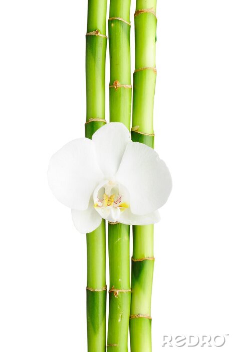 Fotobehang Bamboe en witte orchidee