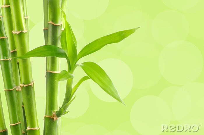 Fotobehang Bamboe in bloei op een groene achtergrond