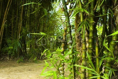 Fotobehang Bamboe in de jungle
