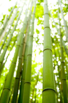 Fotobehang Bamboe in de natuur