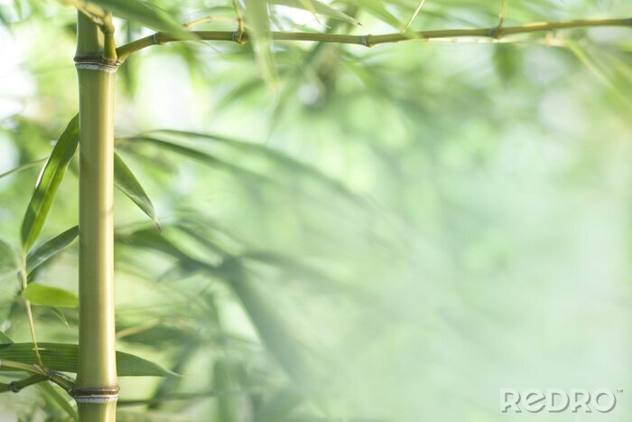 Fotobehang Bamboe in een bos